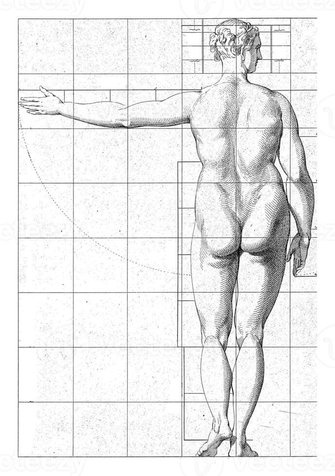 Proportion study of a woman's body photo