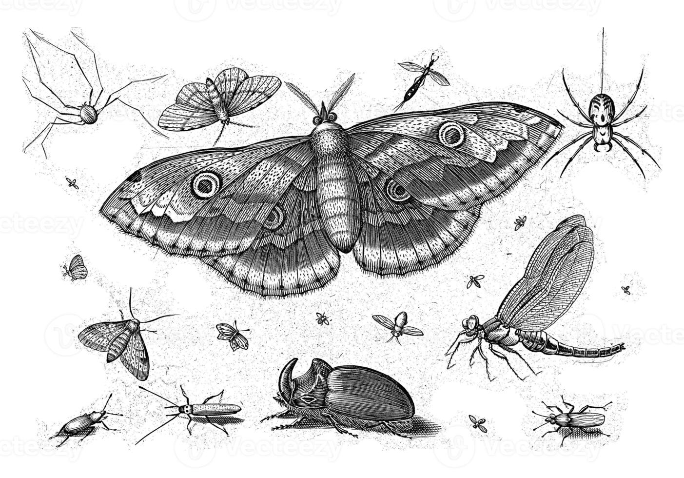 Insects, Jacob Hoefnagel, after Joris Hoefnagel, 1630 photo