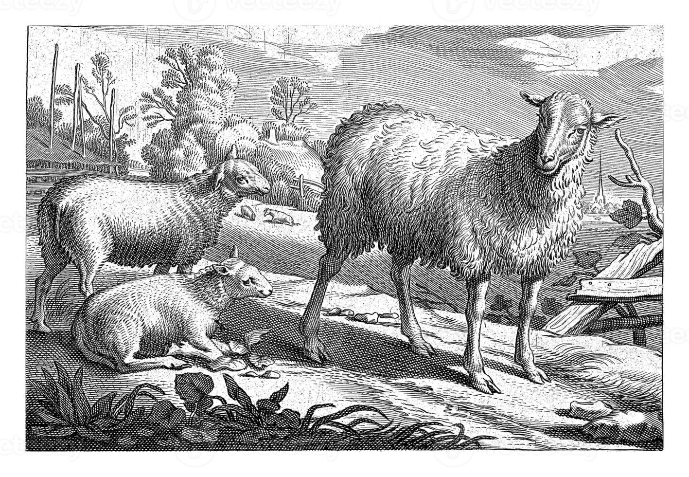 prado con un oveja y dos corderos foto