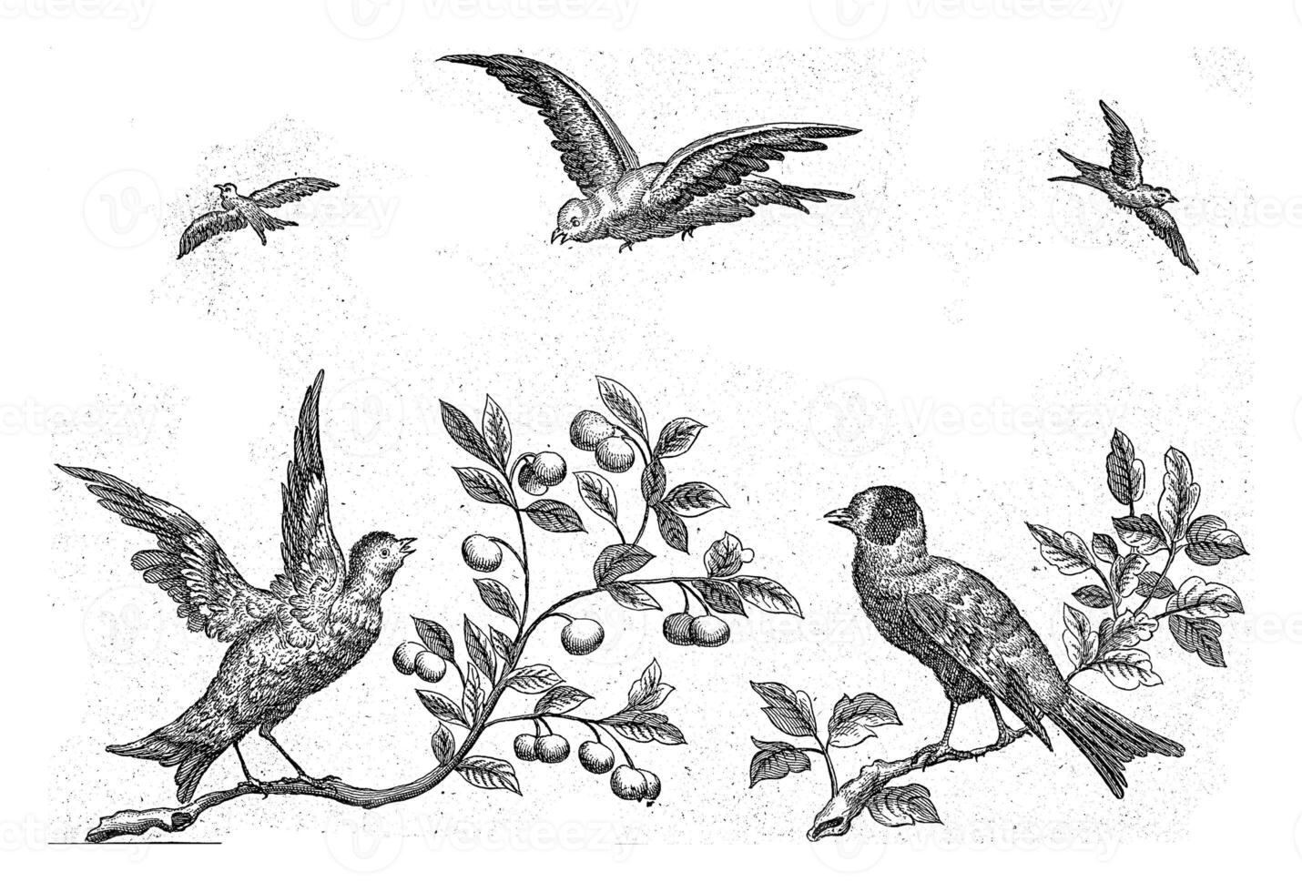 Two birds on a branch and three birds in the sky, Pieter Schenk I possibly, after Pieter Schenk I, 1675 - 1711 photo