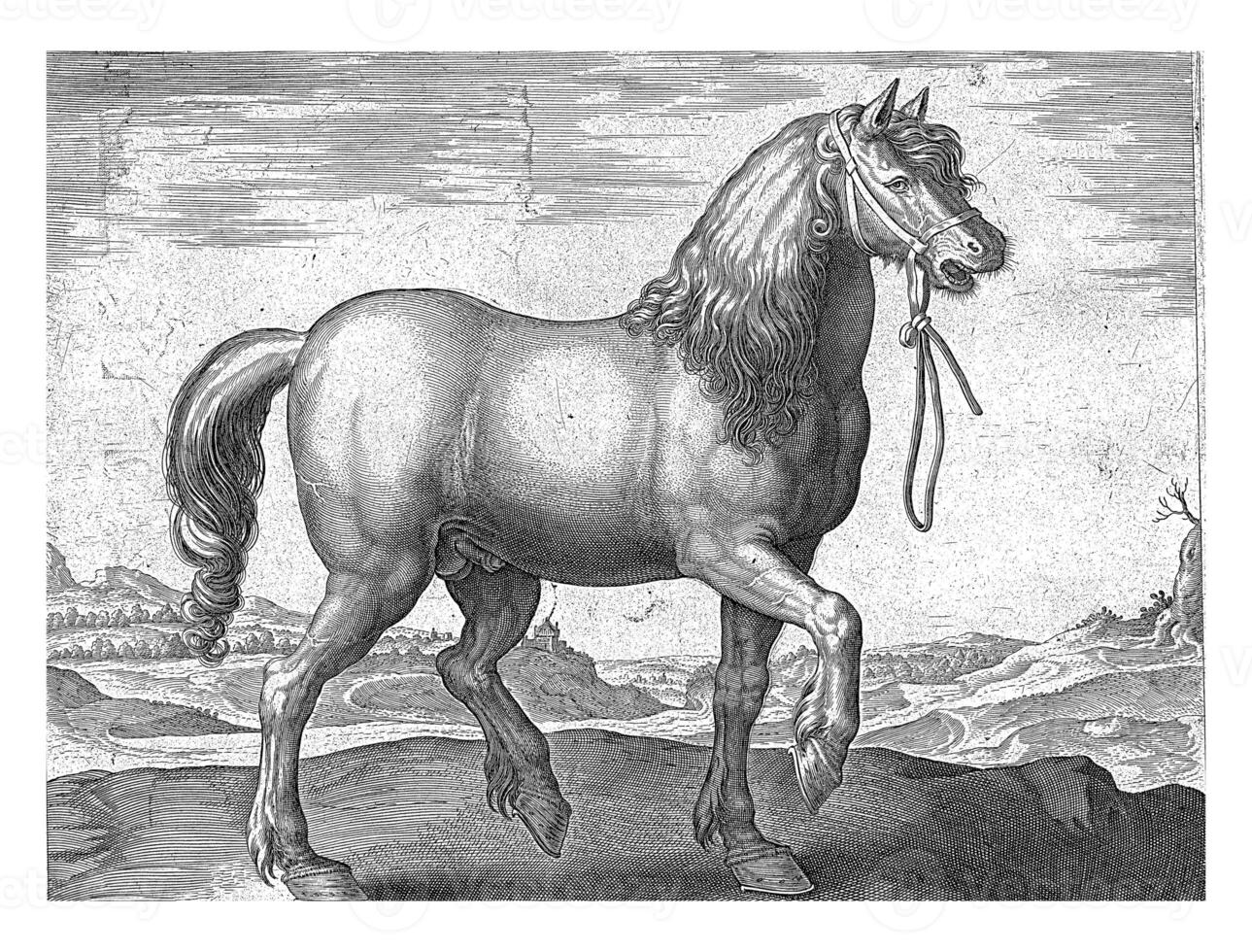 Horse from Julich Juliacus, Hendrick Goltzius possibly, after Jan van der Straet, c. 1578 - c. 1582 photo