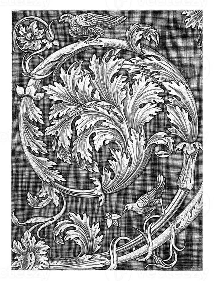 Volute of acanthus leaves with a bird at the top, Agostino Veneziano, 1500 - 1562 photo