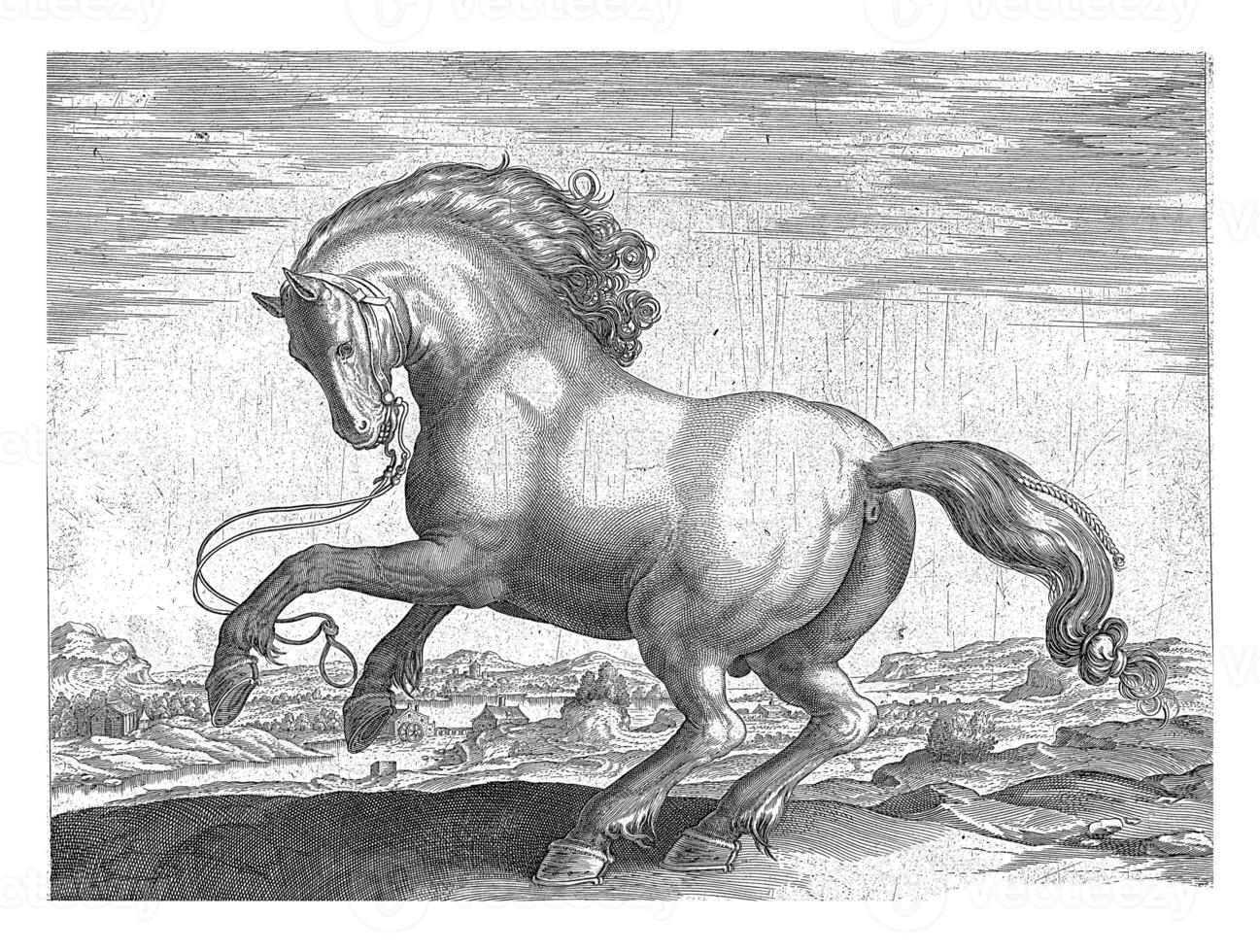 Horse from Denmark Danus, Hendrick Goltzius possibly, after Jan van der Straet, c. 1578 - c. 1582 photo