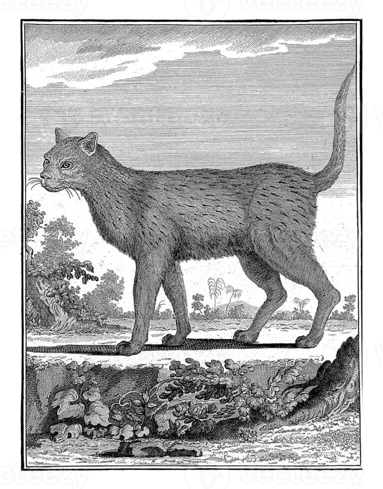 Wild cat, W. Tringham, after Jacques de Seve, 1773 photo