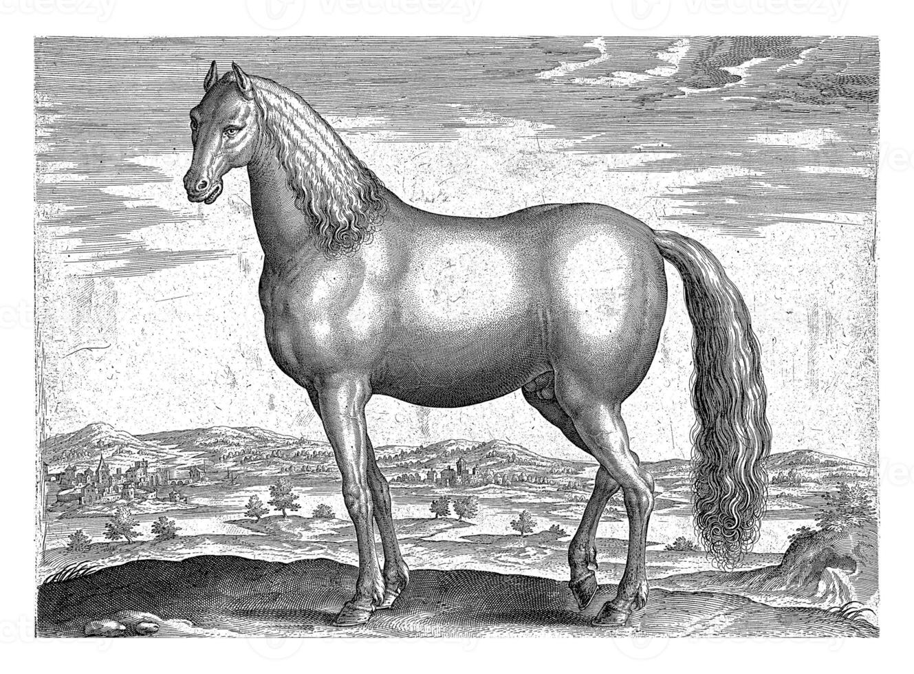 Stallion from Anatolia, Adriaen Collaert, after Jan van der Straet, c. 1583 - c. 1587 photo