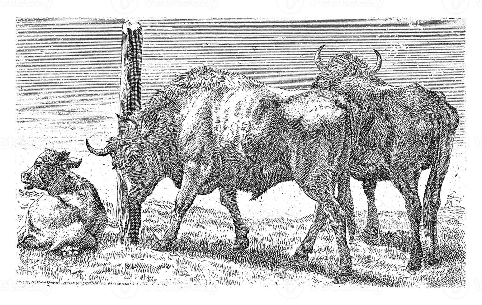 Bulls, anonymous, after Karel du Jardin, 1694 - 1737 photo