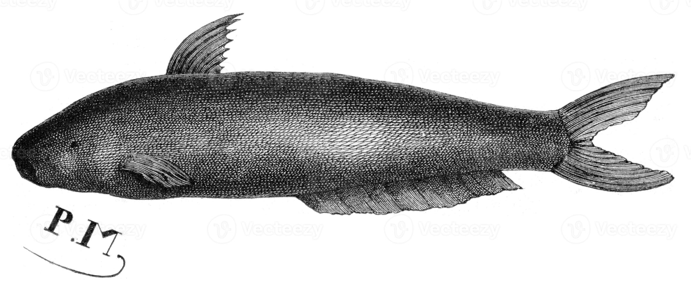 Candiru fish, vintage engraving. photo