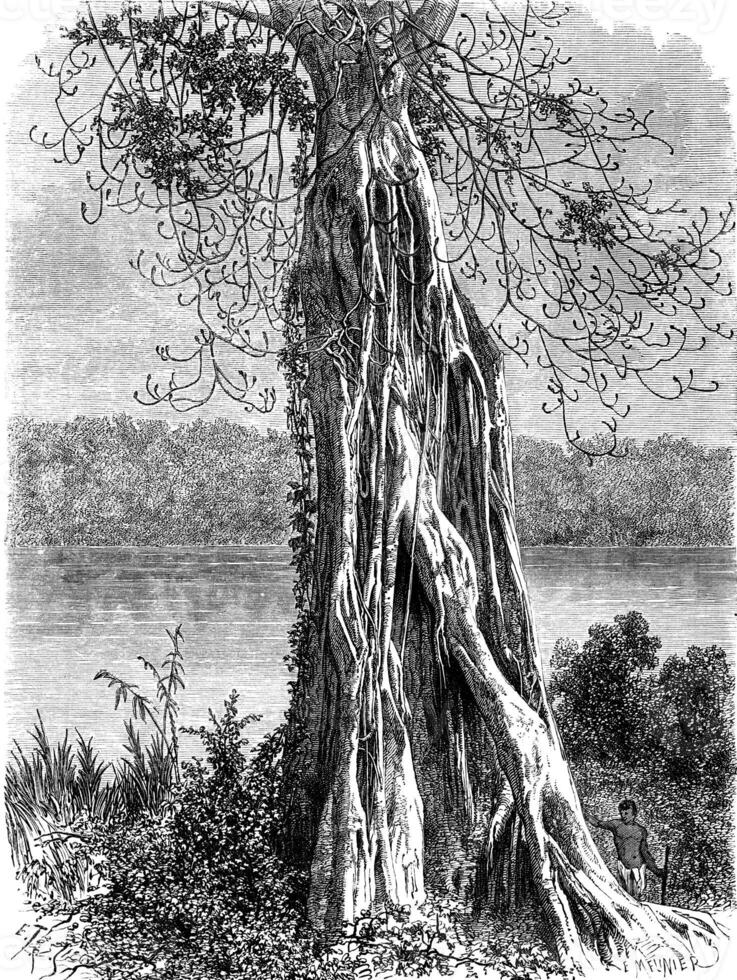 Ovoounchoua, fig tree protruding ribs, vintage engraving. photo