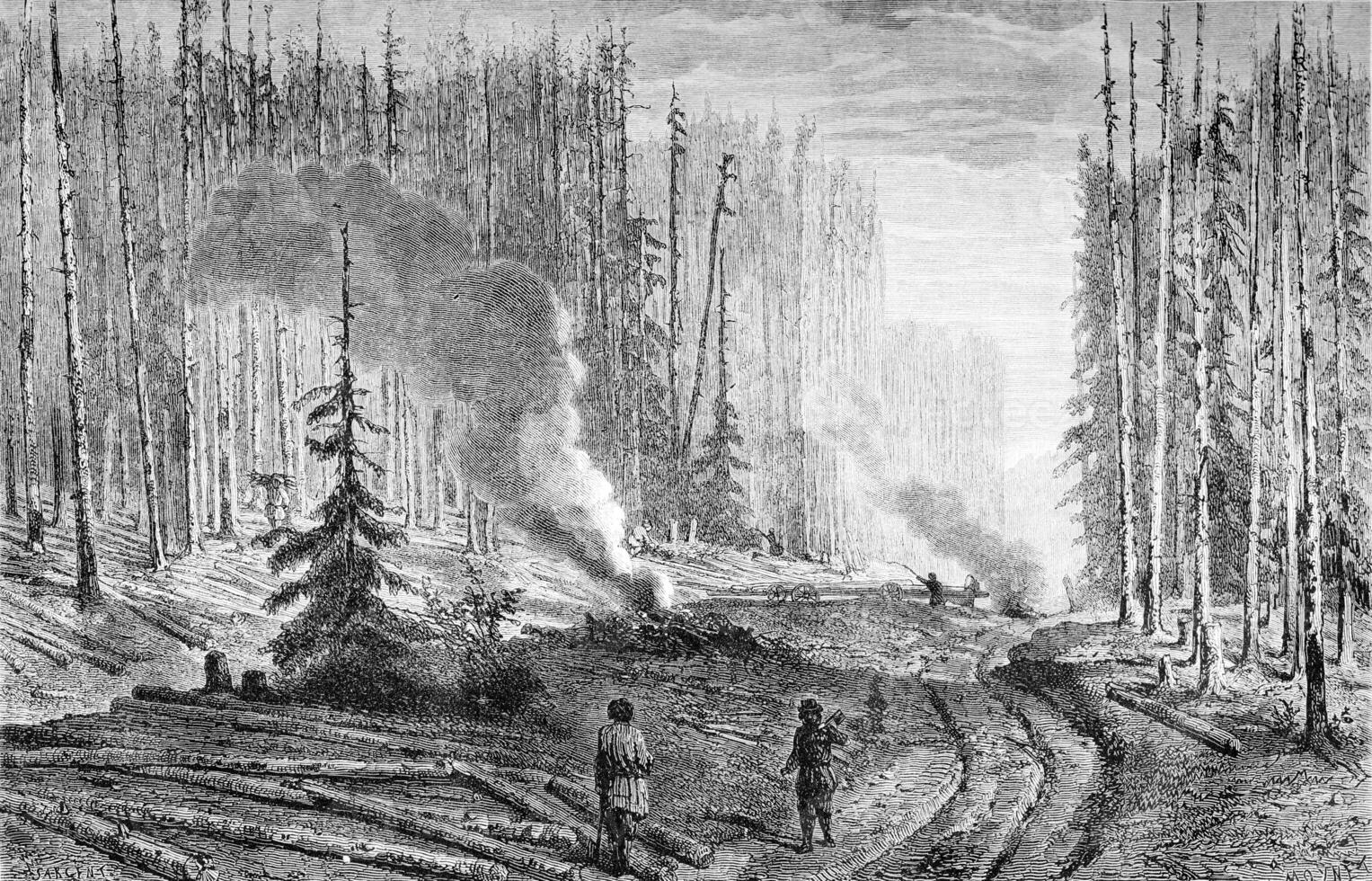 Exploitation of a forest, vintage engraving. photo
