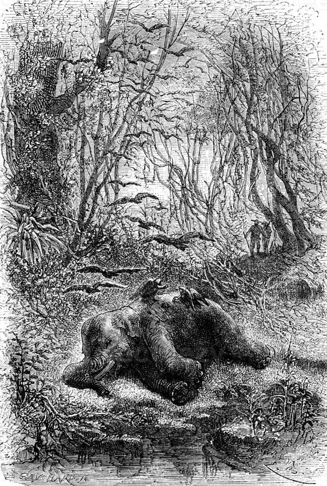 Encounter an elephant eats by vultures, vintage engraving. photo