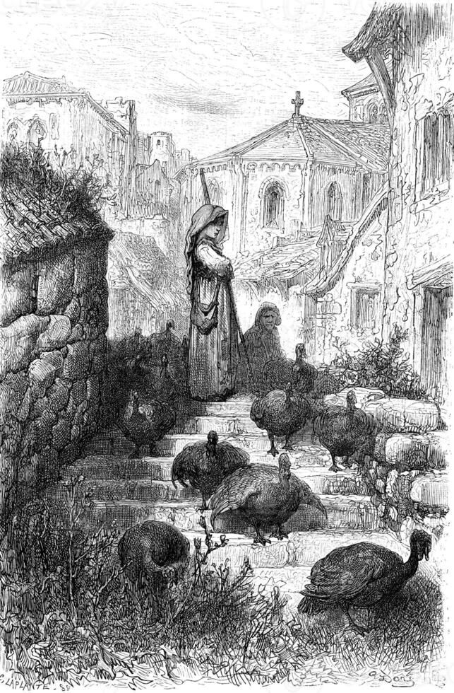 Pave a airs turkeys, Salamanca campaign, vintage engraving. photo