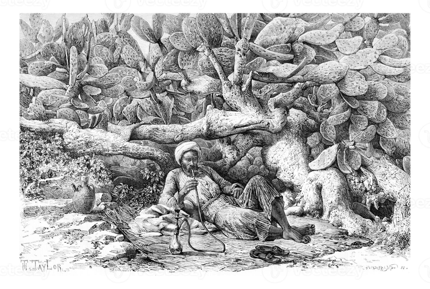 Man Smoking a Hookah by a Cactus Hedge in Jenin, Israel, vintage engraving photo