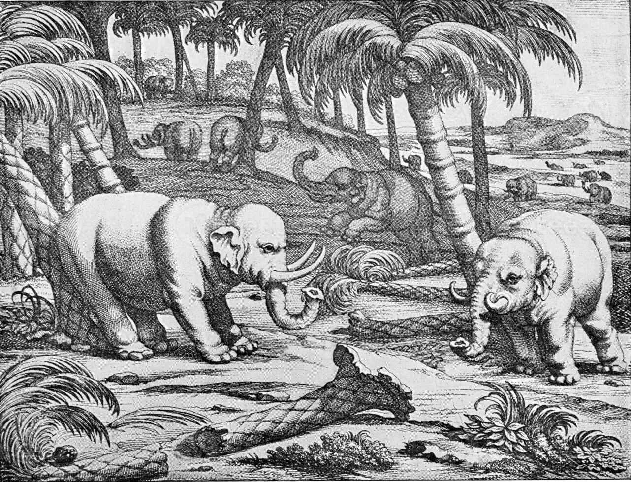 Destruction of a forest of palm trees in the island of Ceylon by elephants in search of food, vintage engraving. photo