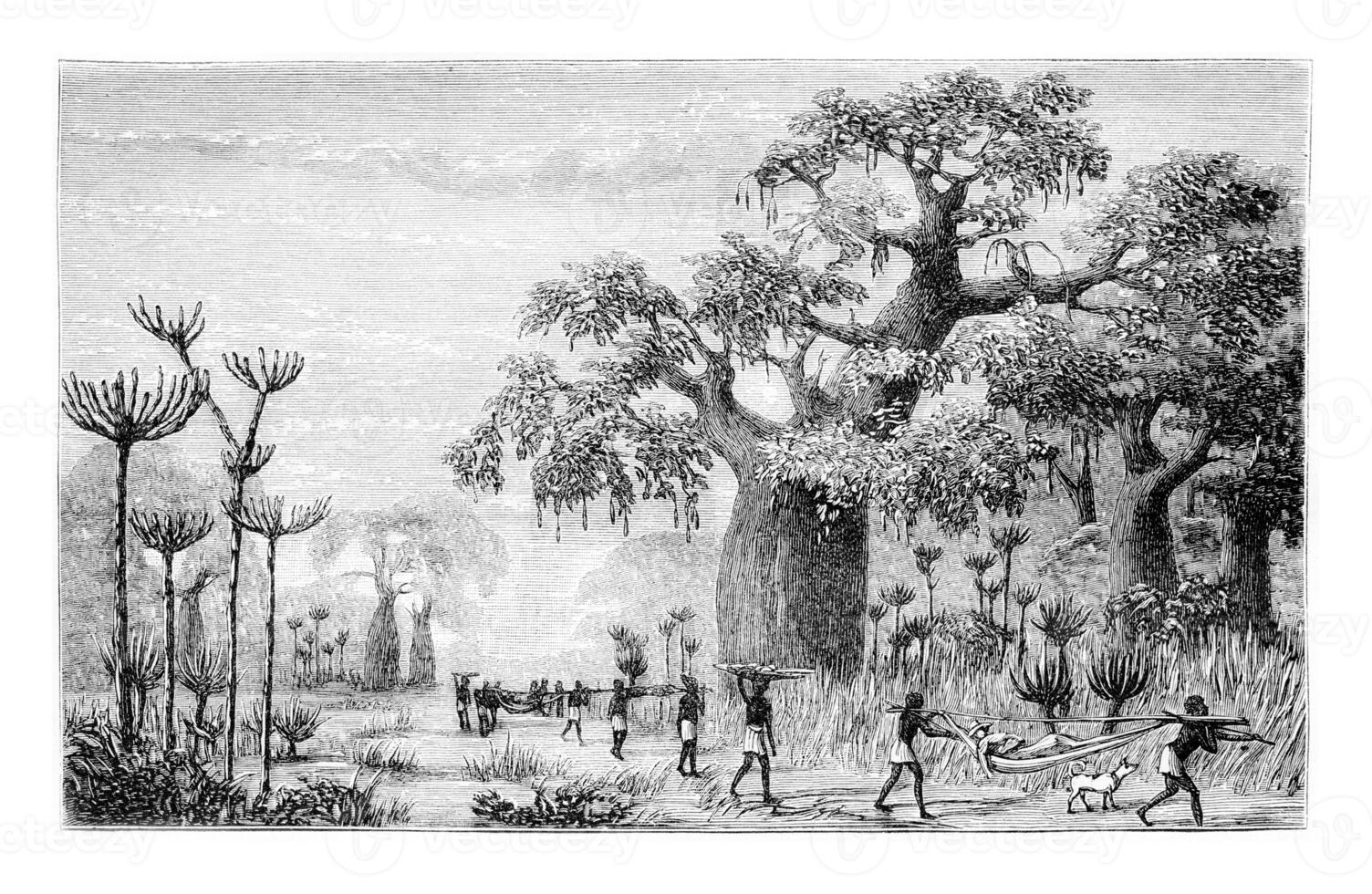 Vicinity of Ambriz in Angola, Africa, vintage engraving photo