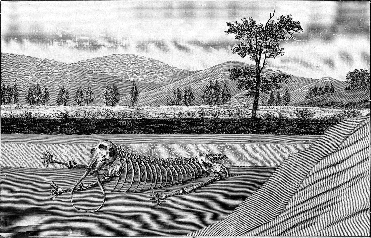 Cut through a few layers of the Earth's crust with the skeleton of a mastodon, vintage engraving. photo