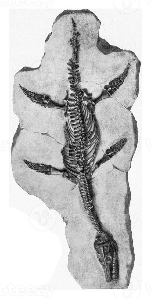 Plesiosaur, vintage engraving. photo