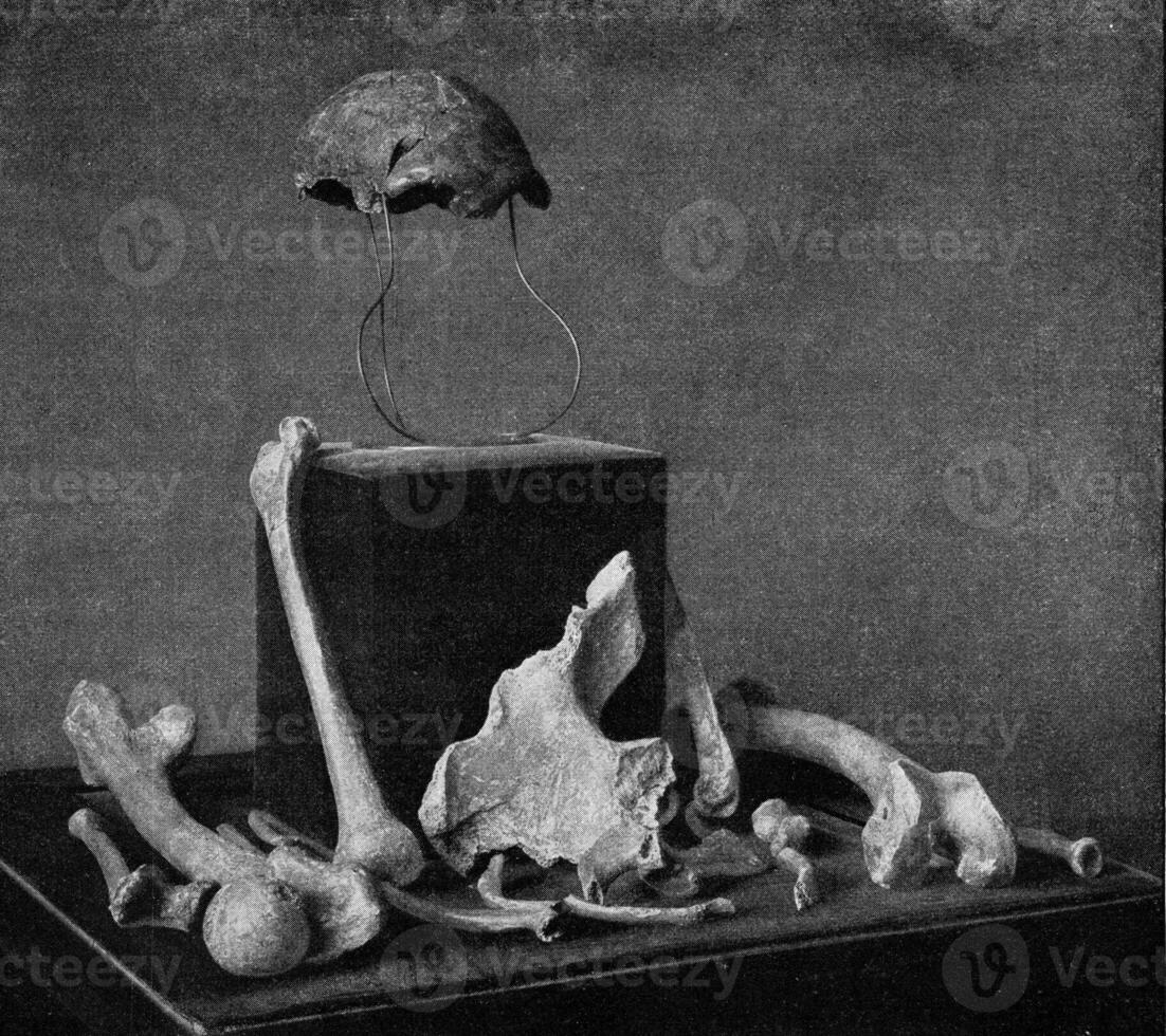 The remains of fossil bones of the Neanderthal man at the Bonn Provincial Museum, vintage engraving. photo