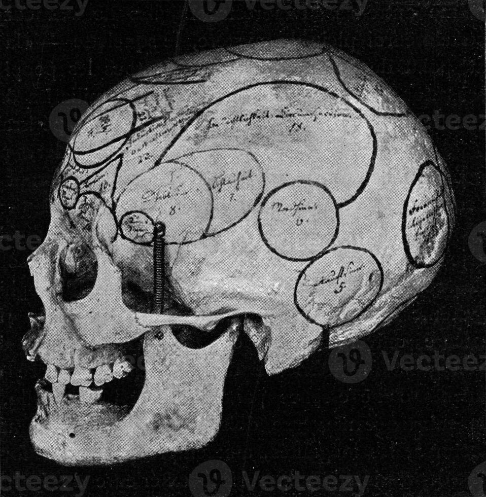 Skull with indication of Gall organs seen from side and back, vintage engraving. photo