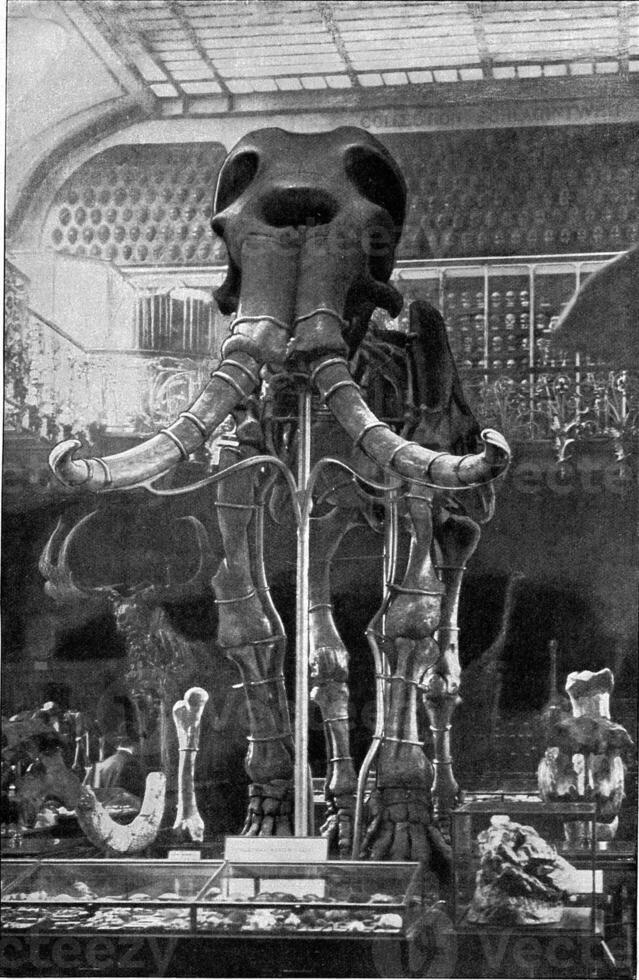 Elephas meridionalis nesti, vintage engraving. photo