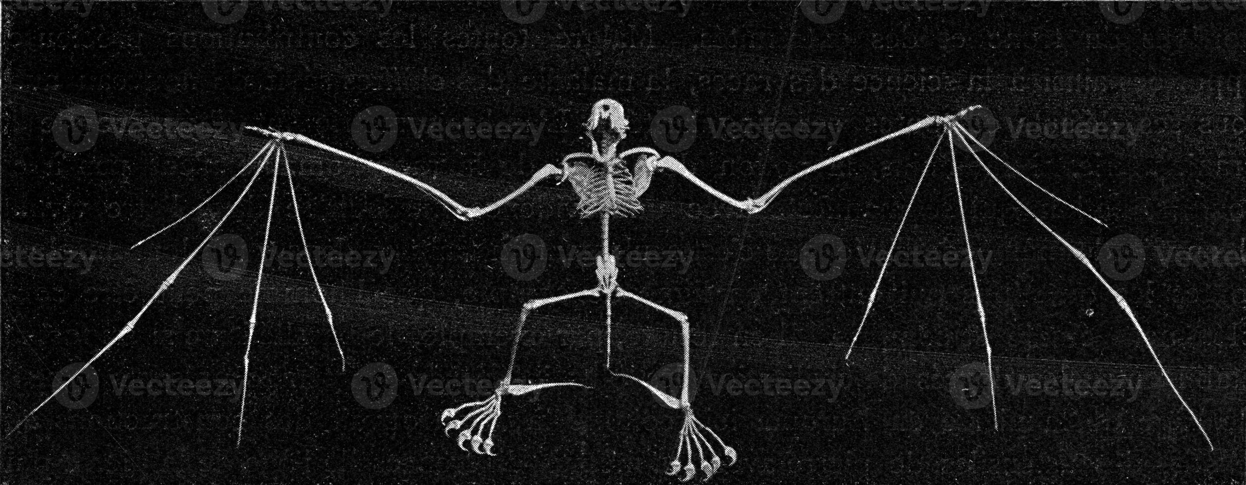 Skeleton of a bat, vintage engraving. photo