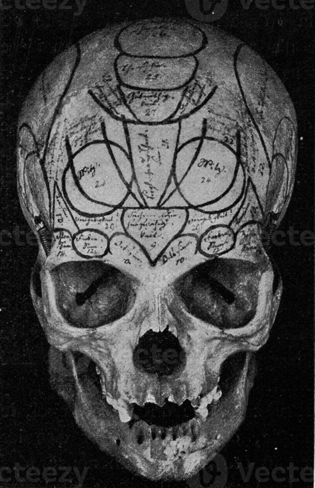 cráneo de hiel, visto desde el frente, Clásico grabado. foto