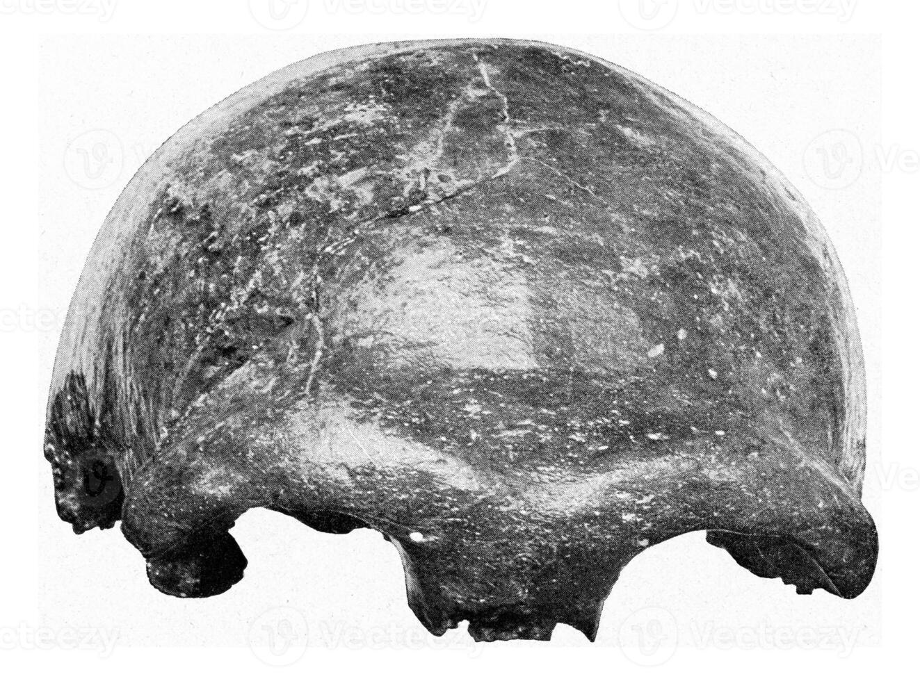 Cranium Neanderthal man, vintage engraving. photo