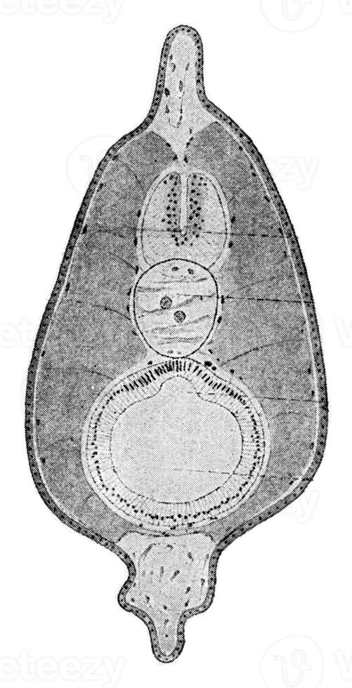 Section of a young amphioxus, vintage engraving. photo