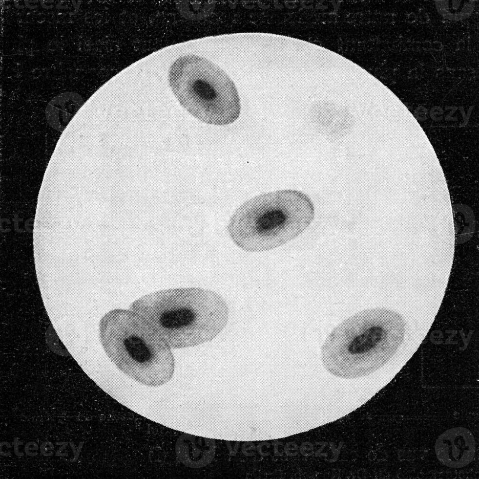 sangre células de el rana, Clásico grabado. foto