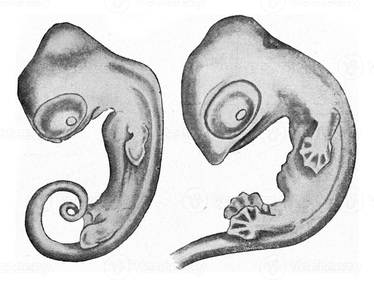 Embryos of salamanders greatly enlarged, vintage engraving. photo