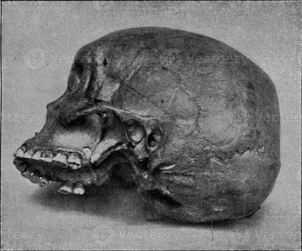 Skull of an Australian, the fourth molar completely developed in the upper left jaw, vintage engraving. photo