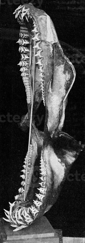 Upper and lower jaw of a shark, vintage engraving. photo