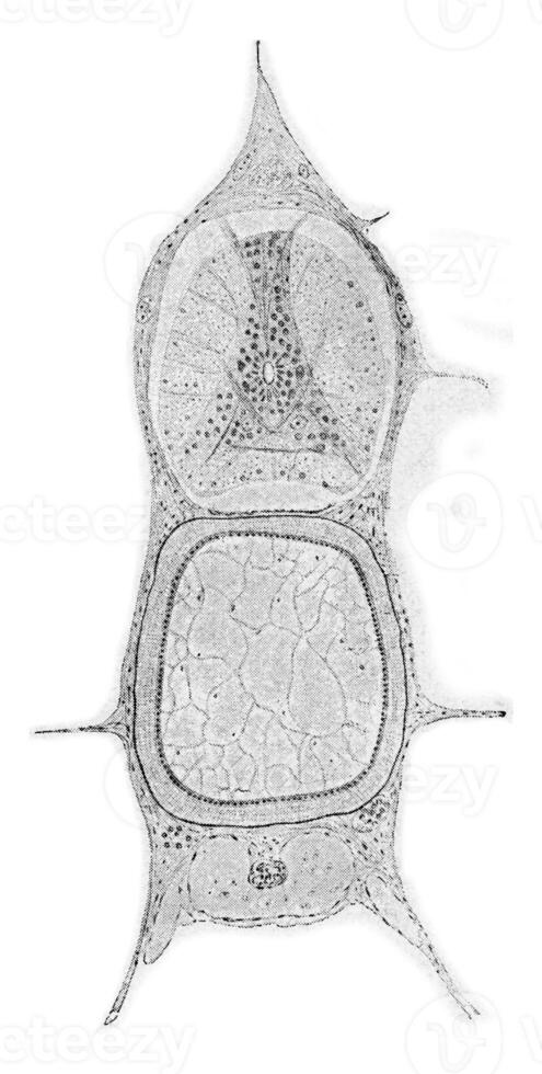 Section through the rope and spinal cord of a young trout, vintage engraving. photo