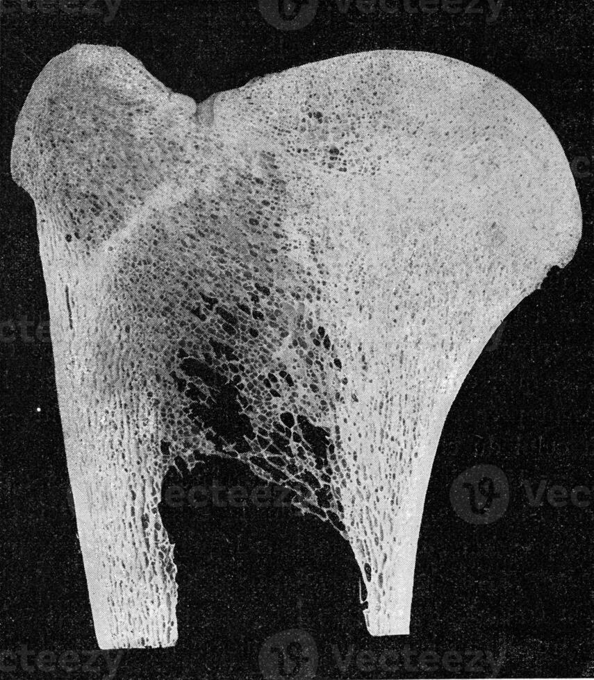 Longitudinal segment through the upper part of the forearm bone of a giraffe, vintage engraving. photo