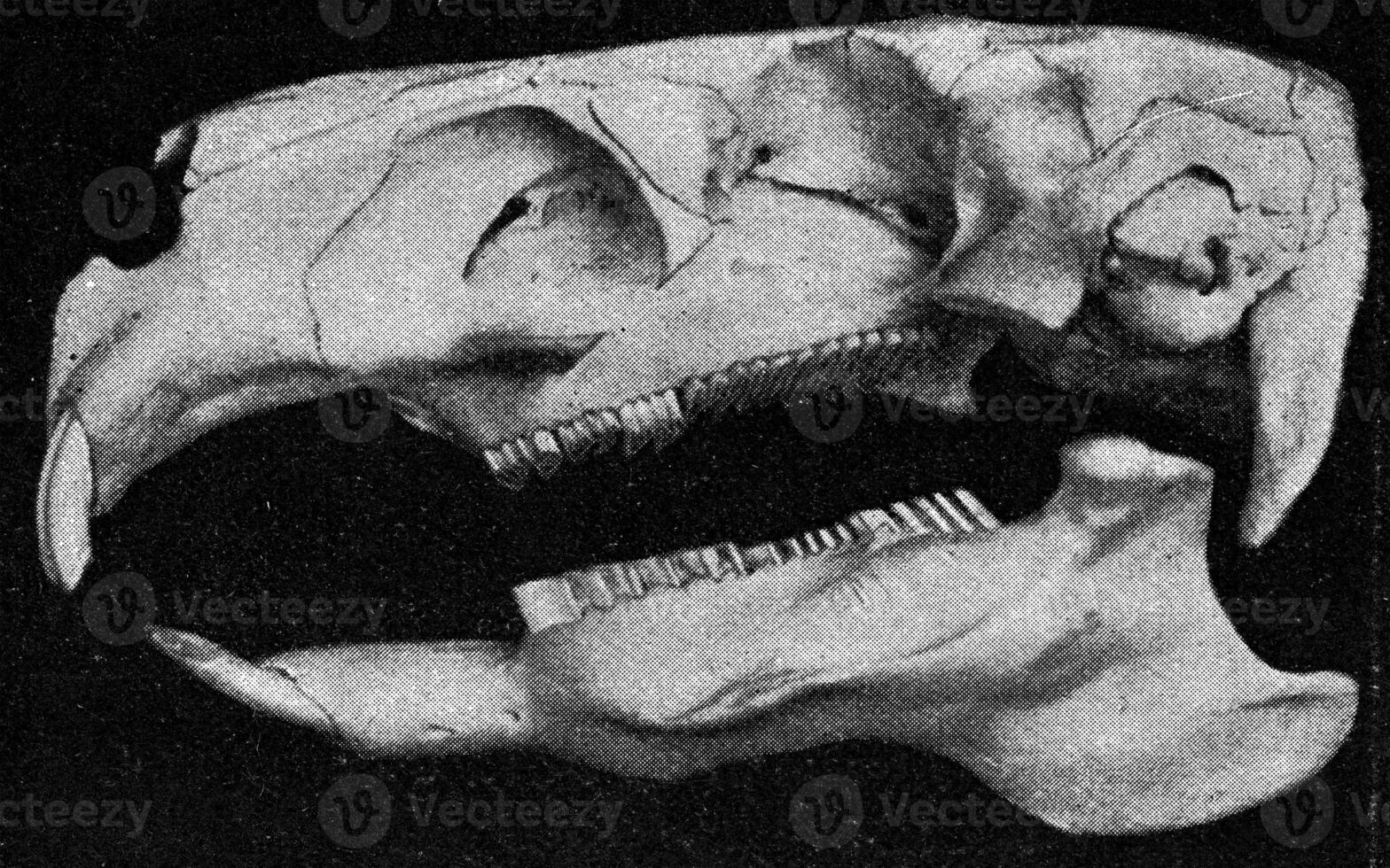 Skeleton of the head of a big rodent, vintage engraving. photo