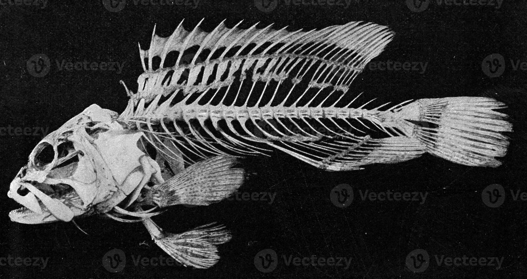 Skeleton of a bony fish, vintage engraving. photo