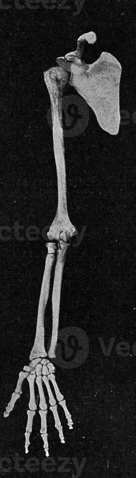 Skeleton of the human arm with the scapula, vintage engraving. photo