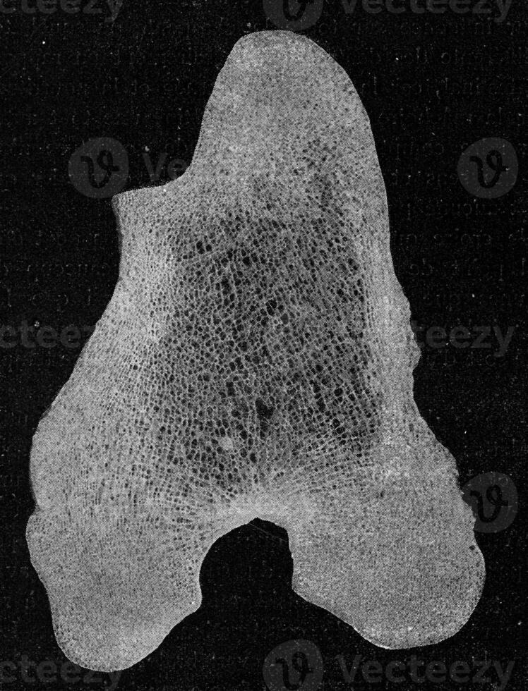 Transverse segment through the lower part of the femur of a giraffe, vintage engraving. photo