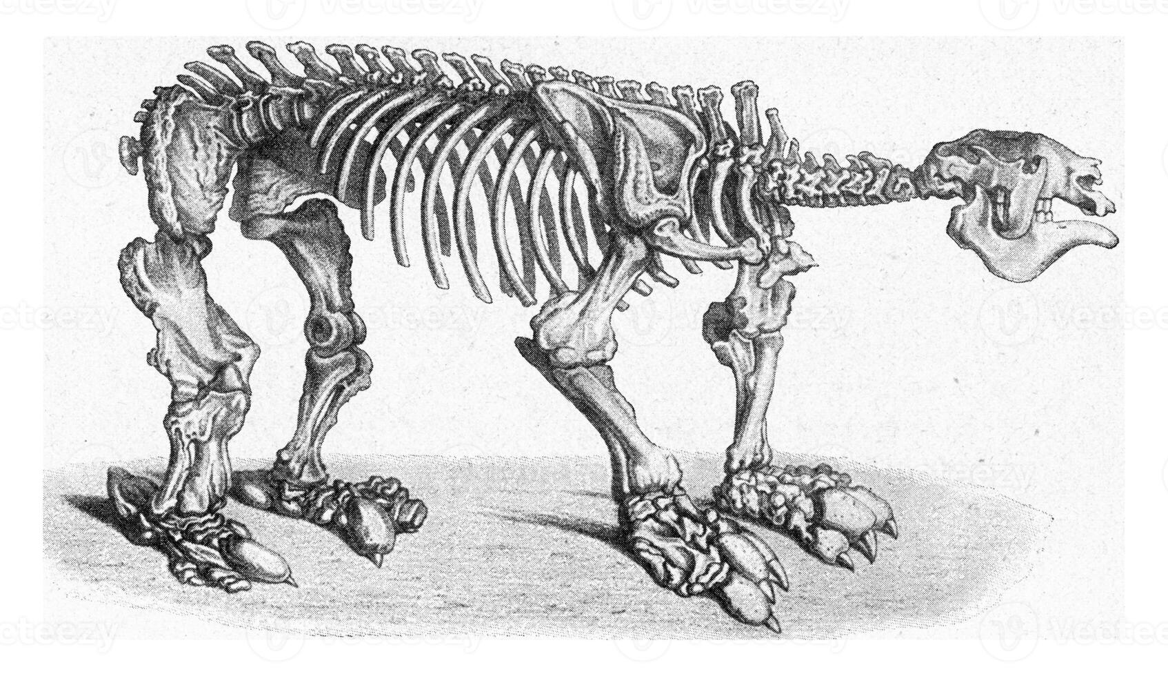 Skeleton of a sluggish giant of the later Tertiary period of South America, vintage engraving. photo