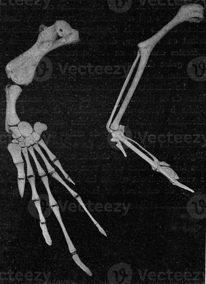 Skeleton of the arm of a turtle and a bird to show the regression of the hand in birds, vintage engraving. photo