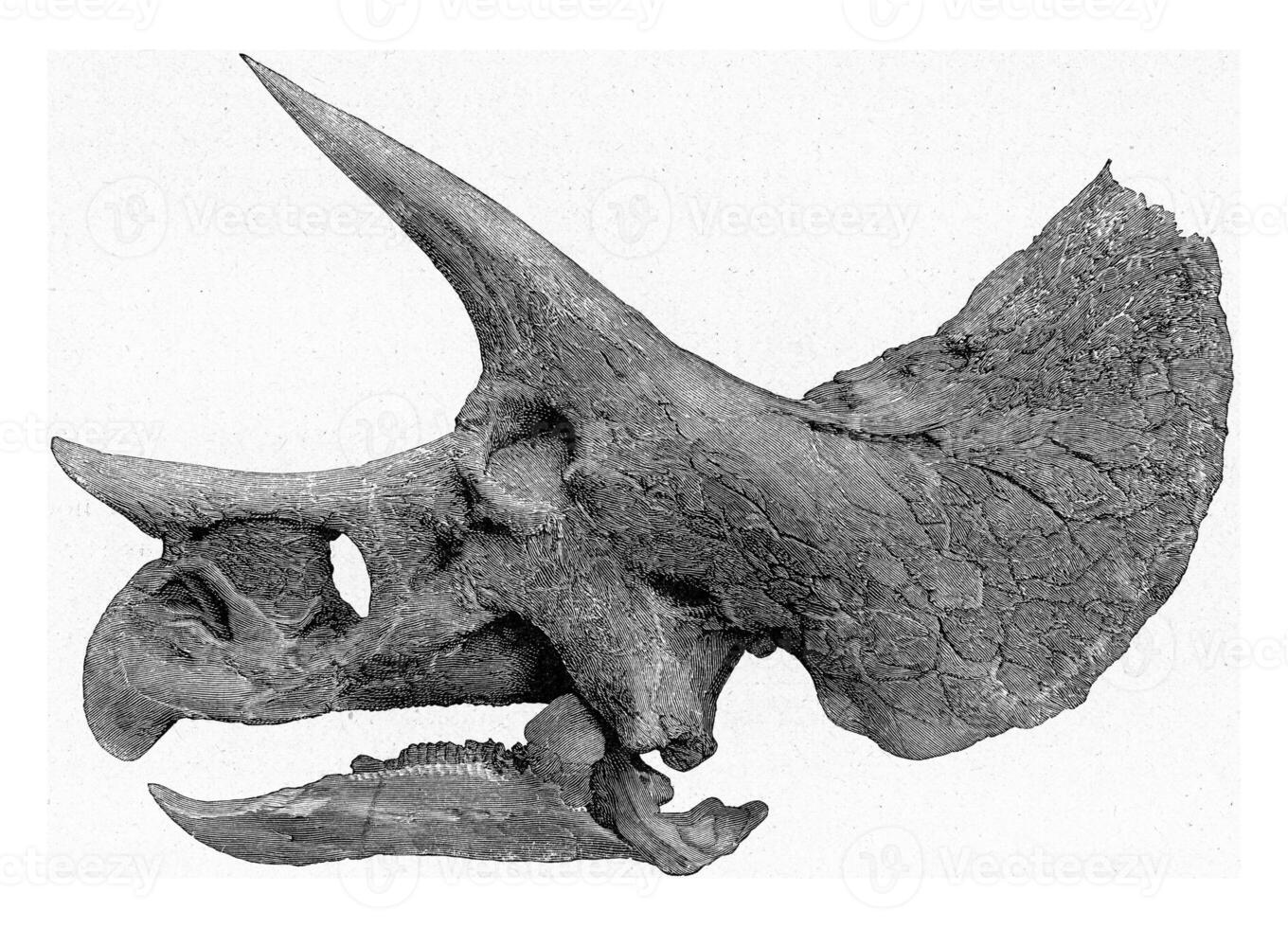 Skeleton of the head of Triceratops, vintage engraving. photo