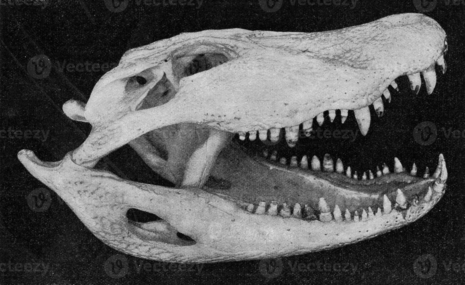 Skull and lower jaw of an alligator, vintage engraving. photo