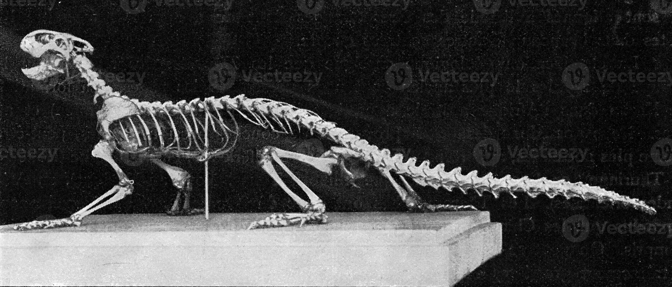 Skeleton of a modern lizard, vintage engraving. photo