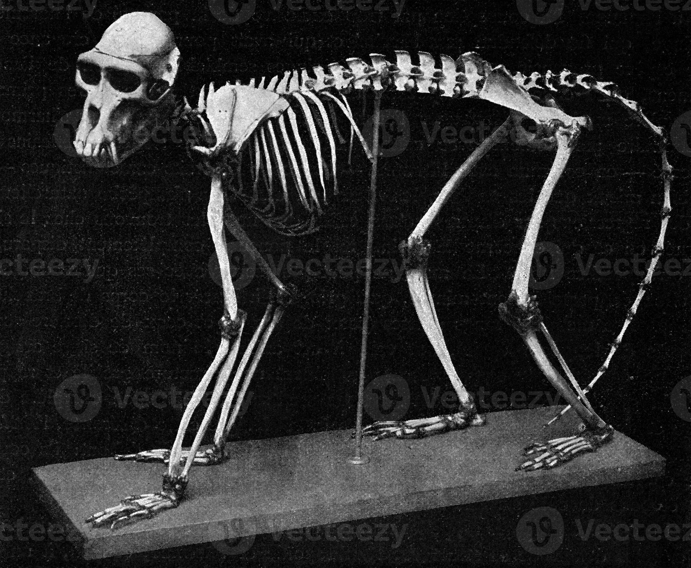 Skeleton of a papion, vintage engraving. 40132928 Stock Photo at Vecteezy