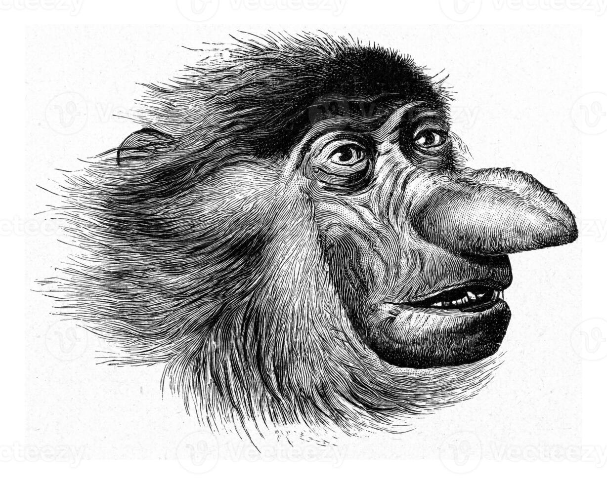 Head of the monkey has nose, vintage engraving. photo