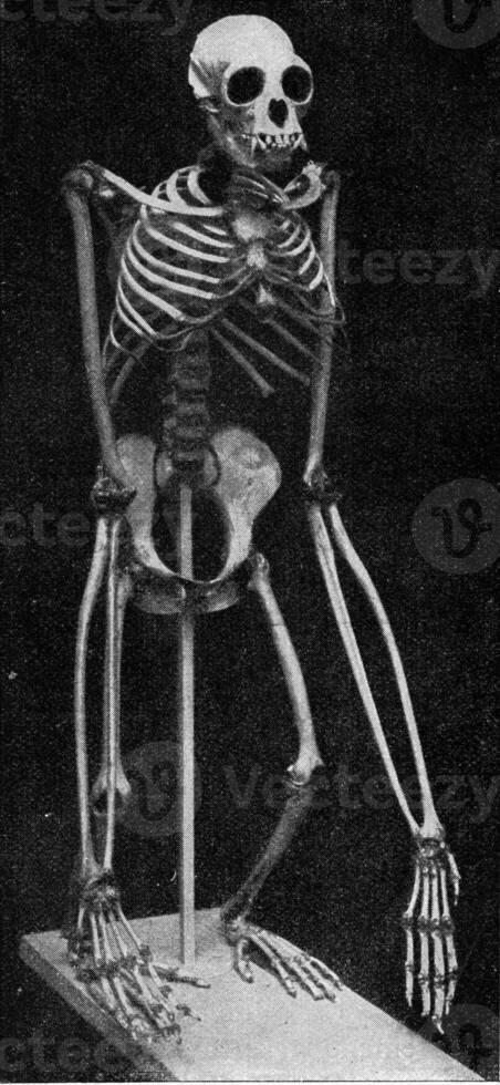 Skeleton of a gibbon, vintage engraving. photo