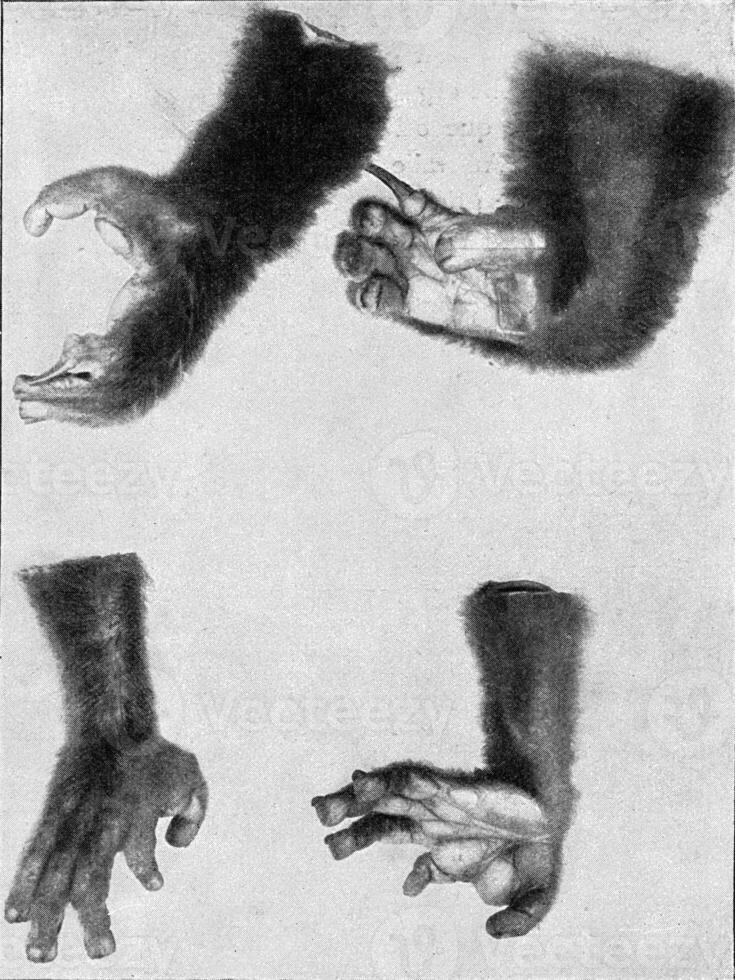 Hands and feet of a maki, vintage engraving. photo