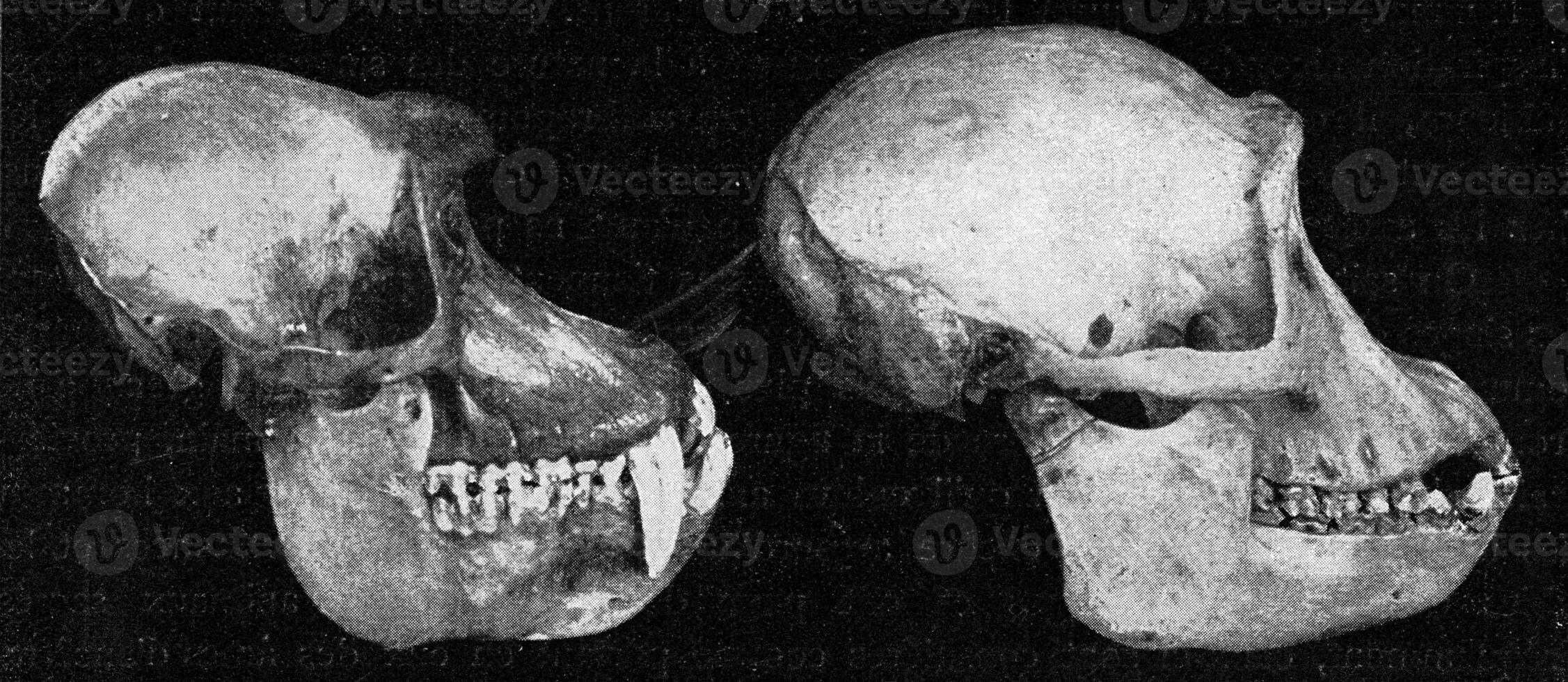 Skulls of papion and a chimpanzee, vintage engraving. photo