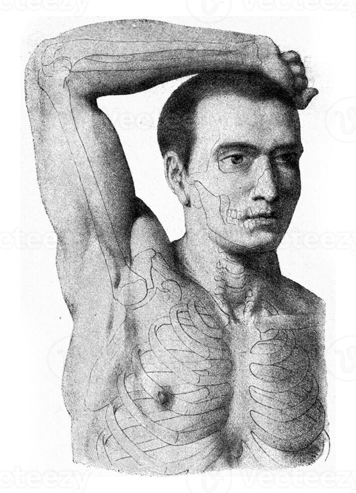 The muscles of the arm of the man hand being lifted, vintage engraving. photo