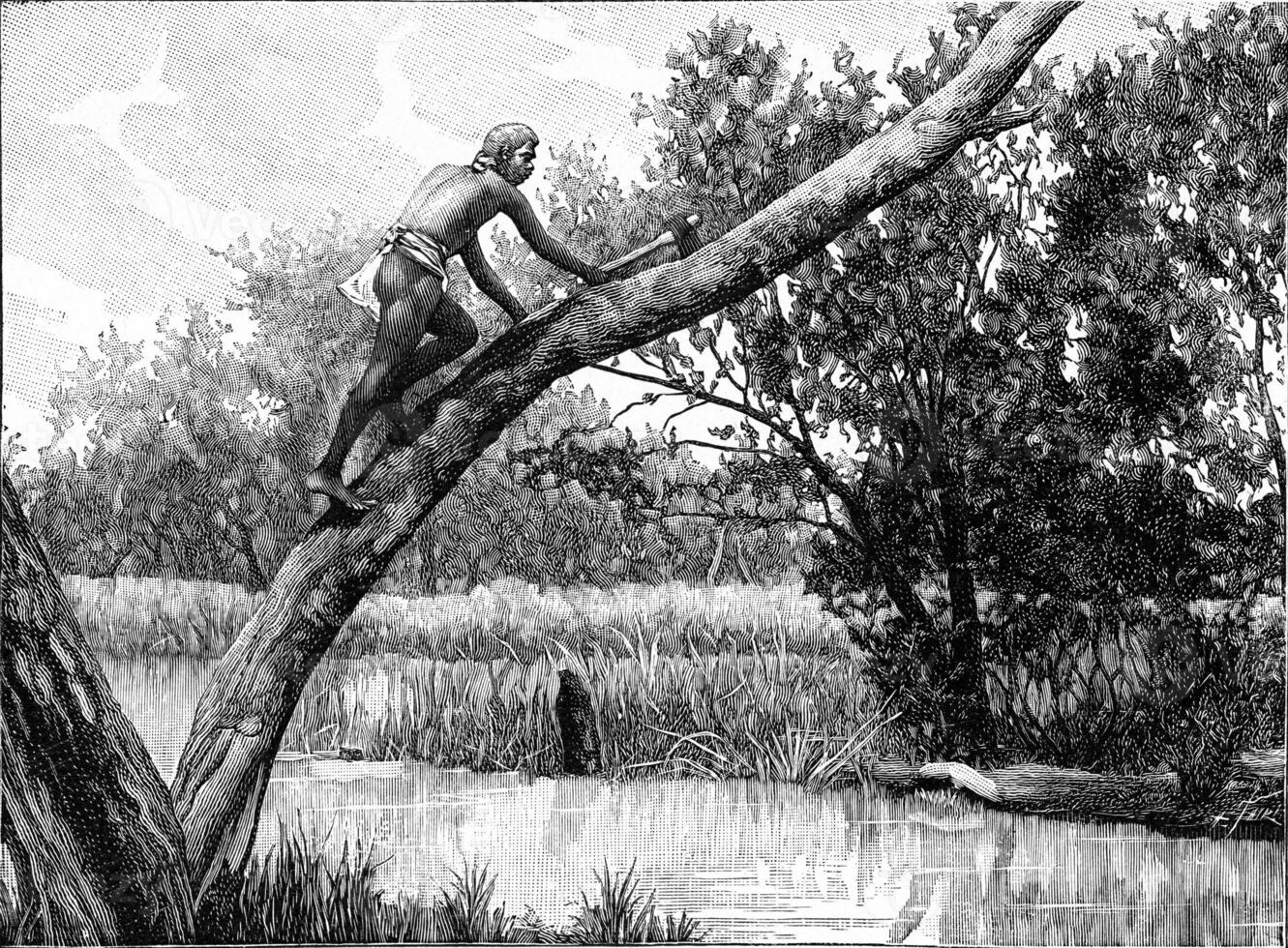 Australian climbing along a tree, vintage engraving. photo