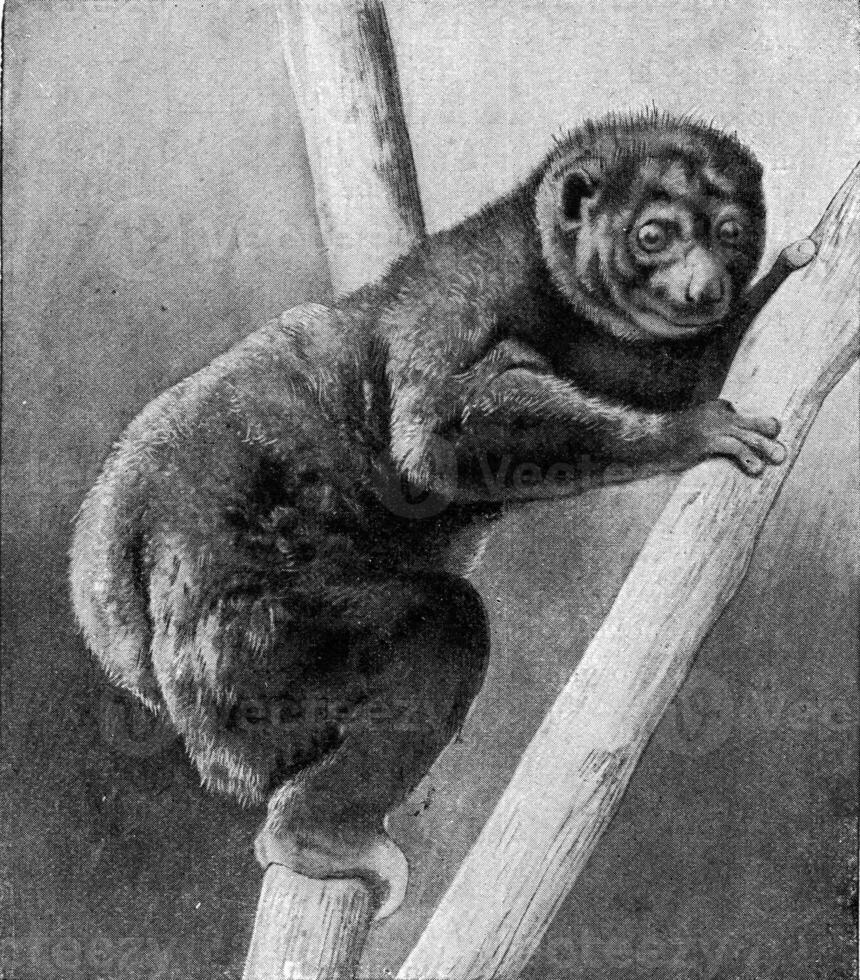 Maki as a type of climber, vintage engraving. photo